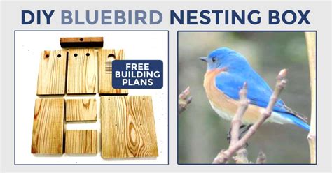 bird nest in electrical box|blue bird nest box instructions.